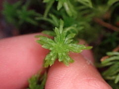Sphagnum girgensohnii
