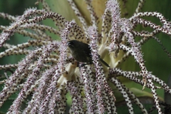 Anthornis melanura melanura