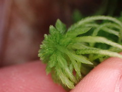 Sphagnum girgensohnii