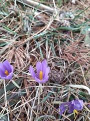 Crocus nudiflorus