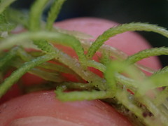 Sphagnum girgensohnii