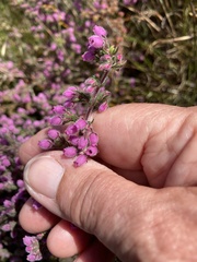 Erica parviflora