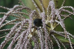 Anthornis melanura melanura