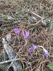 Crocus nudiflorus