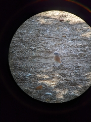 Sialia mexicana