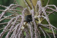 Anthornis melanura melanura