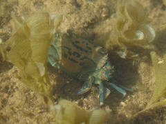 Thalamitinae