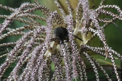 Anthornis melanura melanura
