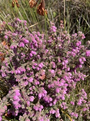 Erica parviflora