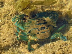 Thalamitinae