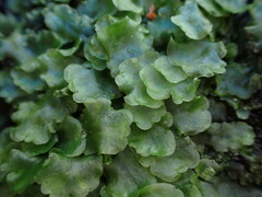 Pellia neesiana