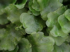 Pellia neesiana