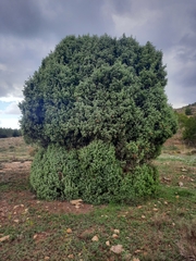 Juniperus oxycedrus badia