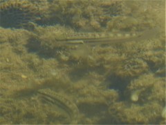 Amblygobius bynoensis