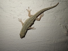 Lygodactylus capensis