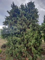 Juniperus oxycedrus badia