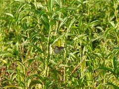 Certhiaxis cinnamomeus