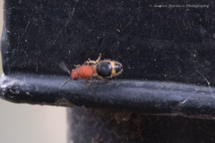 Odontomutilla uranioides