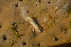 Upogebia pugettensis