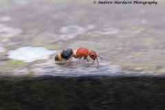 Odontomutilla uranioides