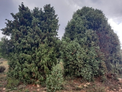 Juniperus oxycedrus badia