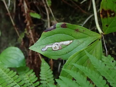 Phytomyza agromyzina group