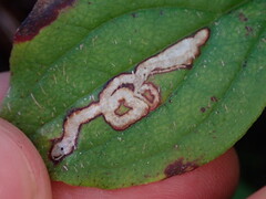 Phytomyza agromyzina group