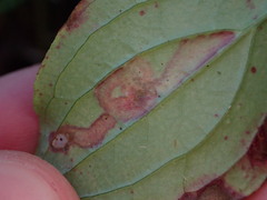 Phytomyza agromyzina group