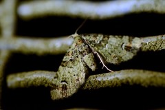 Pasiphila bilineolata