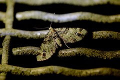 Pasiphila bilineolata