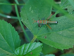 Catantopinae