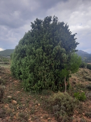 Juniperus oxycedrus badia