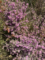 Erica parviflora