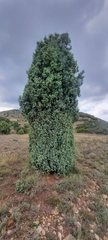 Juniperus oxycedrus badia