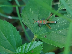 Catantopinae