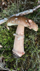 Amanita rubescens