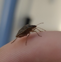 Hymenarcys nervosa