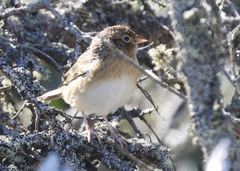 Ammodramus savannarum