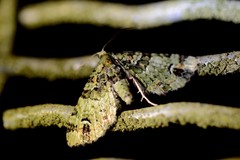 Pasiphila bilineolata