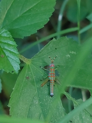 Catantopinae