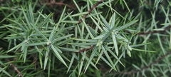 Juniperus oxycedrus badia