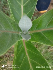 Calotropis gigantea