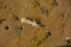 Upogebia pugettensis