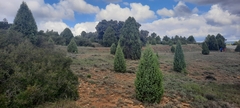 Juniperus oxycedrus badia