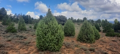 Juniperus oxycedrus badia