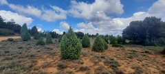 Juniperus oxycedrus badia