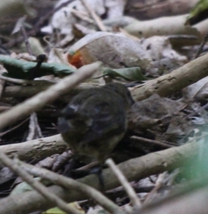 Anthornis melanura melanura