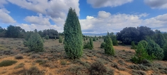 Juniperus oxycedrus badia