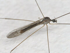 Dicranomyia mediterranea