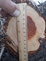 Juniperus oxycedrus badia